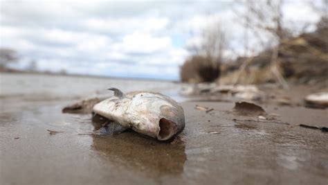 Why are there dead fish on Irondequoit Bay and Erie Canal?