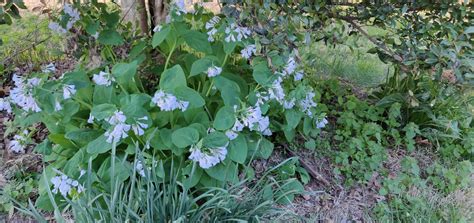 This year's Blue Bells. : r/plants