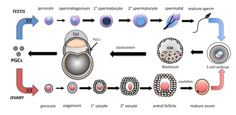 Embryonic Stem Cells and the Germ Cell Lineage | IntechOpen