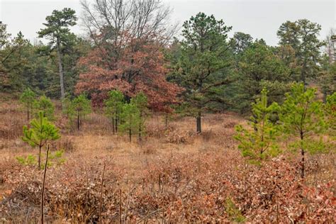 Hiking Through the Incredibly Unique Albany Pine Bush Preserve ...