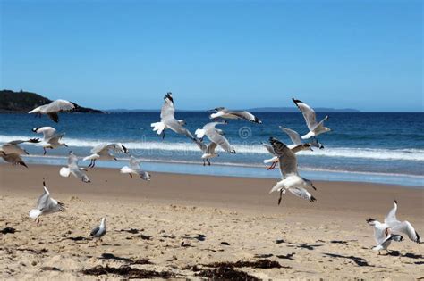 Flock Of Seagulls On Beach Stock Image - Image: 32479701