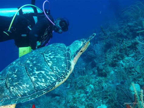 Belize Barrier Reef | Southern Barrier Reef Diving | Hamanasi Resort