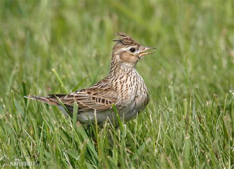 Skylark Photos, Skylark Images, Nature Wildlife Pictures | NaturePhoto