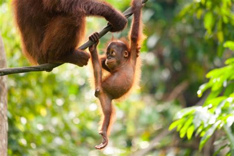 Baby Orangutan Playing Stock Photo - Download Image Now - iStock