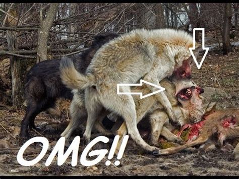 wolf eating - wolf howling at night - wolf eating sheep at night | new video 2017 - YouTube