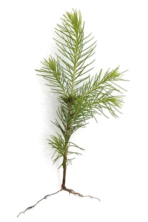 Spruce Tree Propagation Methods: Growing Spruce Tree Seeds And Cuttings ...