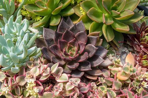 Why Are the Tips of My Succulents Turning Red? 6 Types of Stress