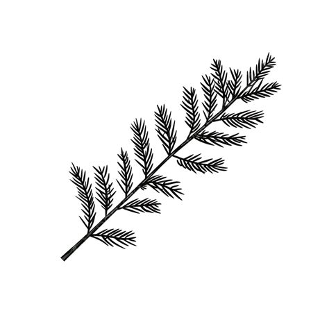 Black And White Line Christmas Tree Branch Vector Illustration, Sketch Art, Pine Leaves, Holly ...