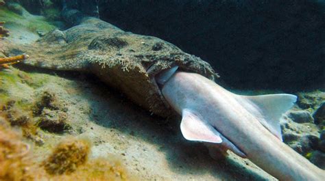 A Tasseled Wobbegong attempts to swallow a Brown-Banded Bamboo shark whole, in the Great Barrier ...