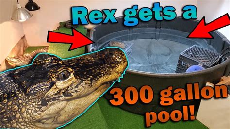 Giving our Alligator a Room Makeover! - YouTube