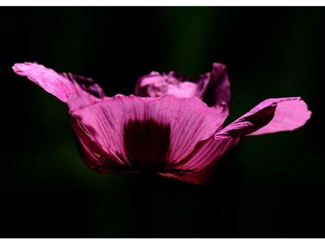 Beyond Mourning: Understanding the Black Poppy Flower Meaning - Harvest Indoor