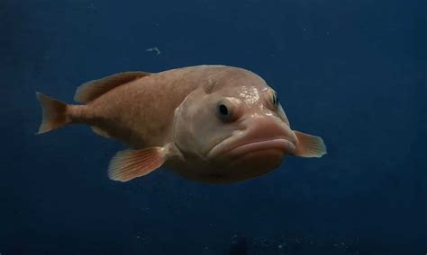 What Do Blobfish Look Like Underwater & Under Pressure? - A-Z Animals