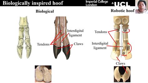 Goat Hoof Anatomy