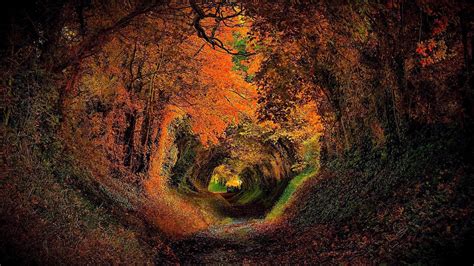 landscape, autumn, europe, tree alley, england, 1080P, tree tunnel ...