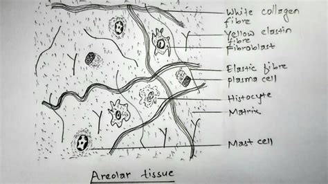 Areolar Connective Tissue Diagram Labeled