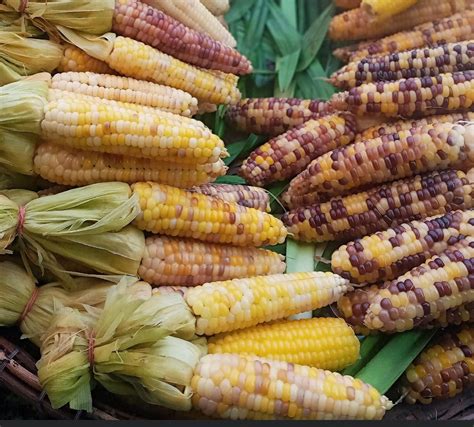 50 Sweet Waxy corn multiple colors waxy corn seed yellow | Etsy