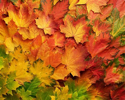 Download wallpaper 1280x1024 autumn, leaf, colored, standard 5:4 fullscreen wallpaper, 1280x1024 ...