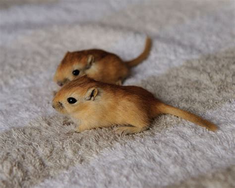 Interesting Facts: Gerbil as a Pet | UK Pets