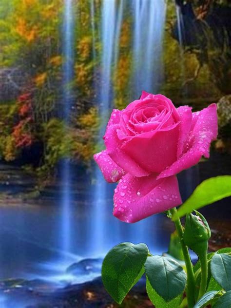 Pink Rose in Front of Waterfall