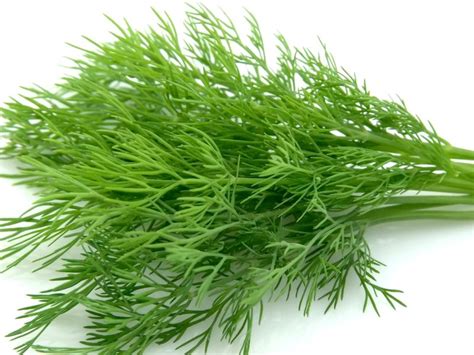 Organic Fennel Leaves – GreenDNA® India