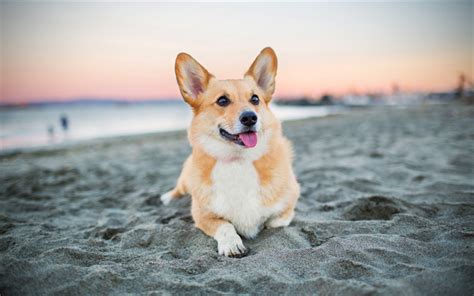 Download wallpapers 4k, Welsh Corgi Dog, beach, pets, dogs, sunset, Pembroke Welsh Corgi, cute ...