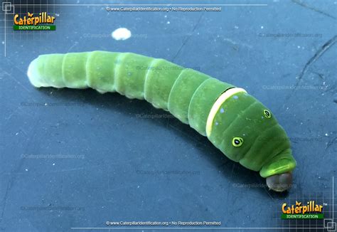 Eastern Tiger Swallowtail Caterpillar