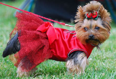 File:Yorkshire terrier R 001.jpg