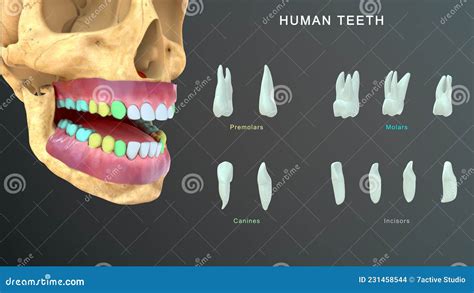 Incisivos Dentarios Humanos Caninos Molares Premolares Y Tercer Molar Stock de ilustración ...