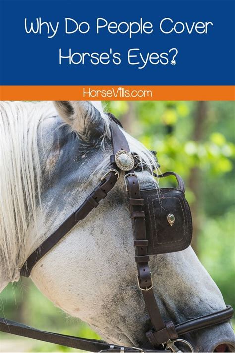 Horse Eye Covering: 5 Reasons Why People Cover Horse's Eyes