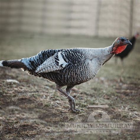 Murray McMurray Hatchery - Narragansett Turkeys