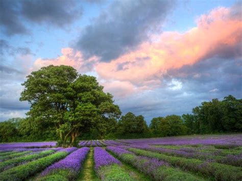 Free Wallpaper, Desktop Wallpaper and Free Screensavers | Lavender fields, Surrey, Field