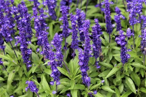 Purple Salvia Flowers in Ireland Stock Image - Image of field, bloom ...