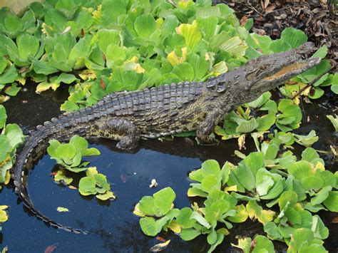 Nile Crocodiles Found Near Miami, Researchers Confirm : The Two-Way : NPR