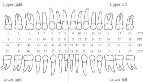 Infographic Chart With Teeth Numbers Infographic, Dental,