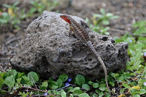 Lava Lizard | The Lava Lizards would stop for a short time a… | Flickr