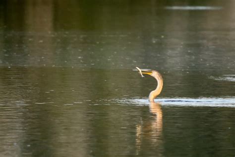 eBird Checklist - 31 Oct 2023 - Sukhna Lake - 9 species