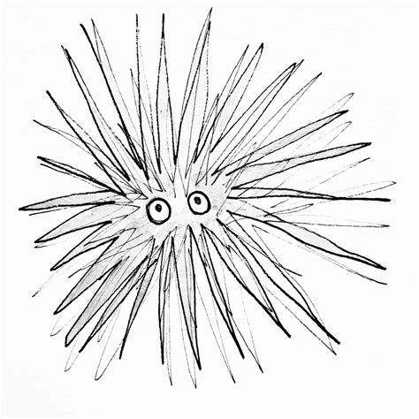 How To Draw Sea Urchin