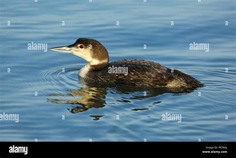 Adult Great Northern Diver (Gavia immer) in winter plumage wintering in ...