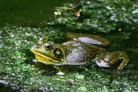 Animals of South Florida