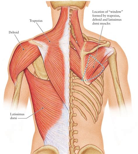 back muscles anatomy and exercises - ModernHeal.com