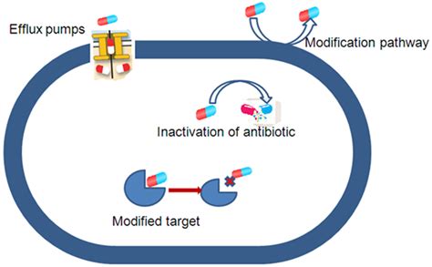 Molecules | Free Full-Text | Efflux Pump Inhibitors in Controlling Antibiotic Resistance ...