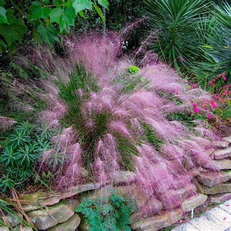 Pink Muhly Grass | Pink Muhly Grass for Sale — PlantingTree.com