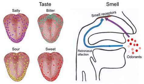 Battle of the Senses: Taste Versus Smell | Science Project | Science projects, Science fair ...