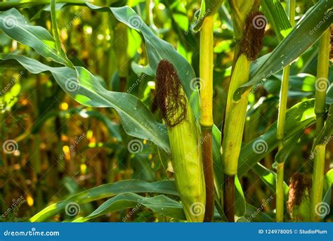 Corn on the Corn Field, Harvest Season Stock Image - Image of leaves ...