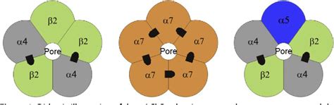 Figure 1 from Neuronal Nicotinic Acetylcholine Receptor Structure and ...