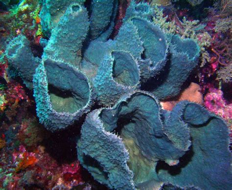 10 Facts You Didn’t Know About Sea Sponges | Sea sponge, Weird sea creatures, Mermaid stories