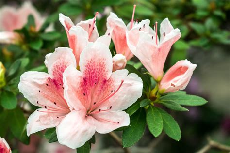 Azalea – Conversation Piece – Sammy's Plant World