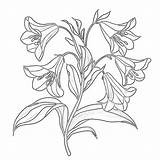 Daffodils Colouring Pages  Coloring Mimi Panda sketch template