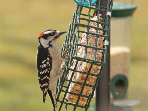 Downy Woodpecker male at a suet feeder - FeederWatch