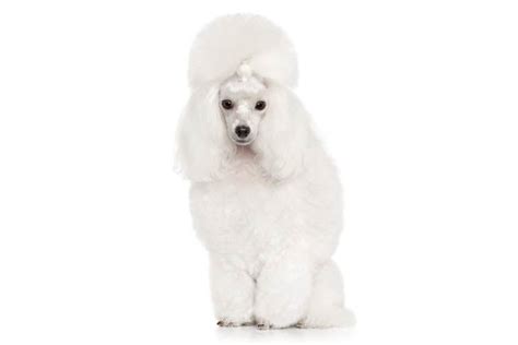 Poodle (Toy) - Dog Breed Information